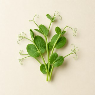 Pea Sprout
